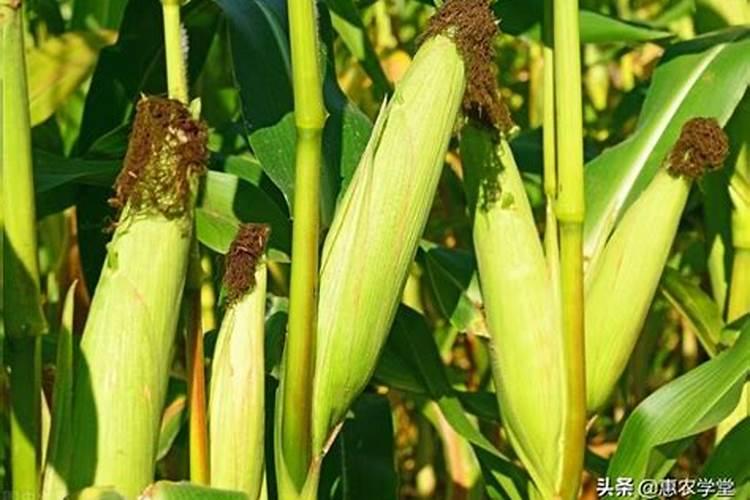 玉米的施肥技术