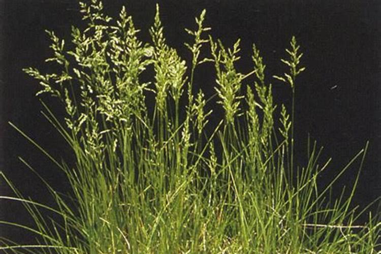 樱桃树落叶用药有哪些