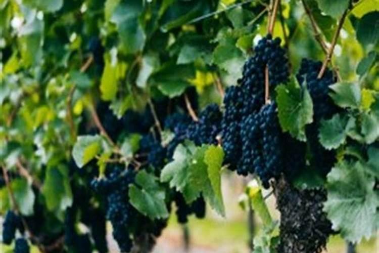 硼肥对西瓜苗能用么？