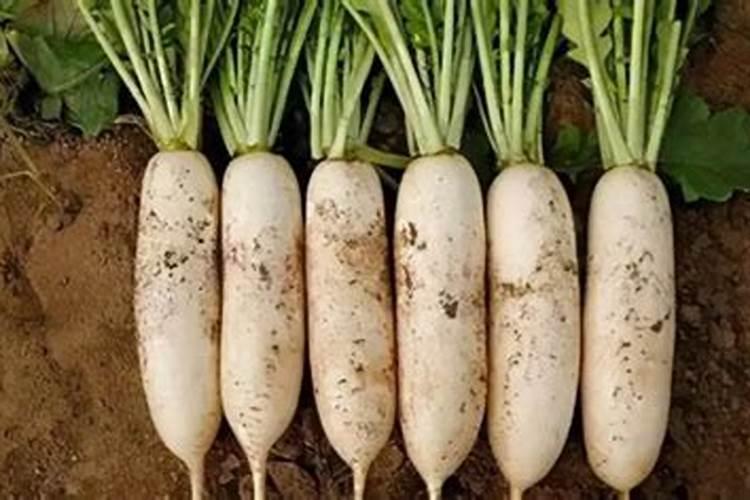 天脊复合肥好不好？