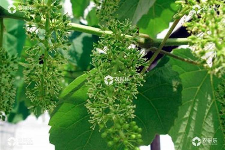 过磷酸钙撒施多久会失效