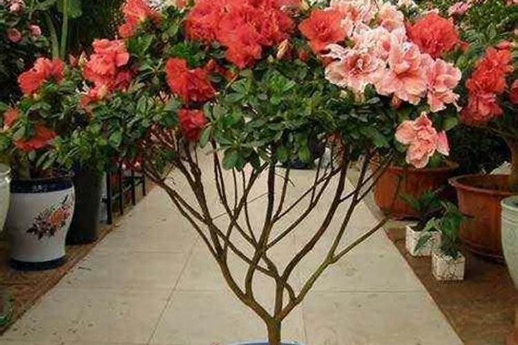 杜鹃花带芽怎么施肥？施肥需要水吗？