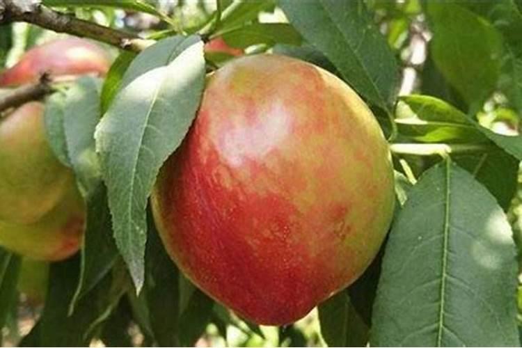 钙镁磷肥的成分