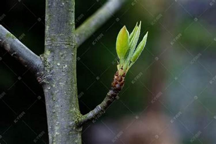 刚种的树多久浇一次水 多久可以施肥