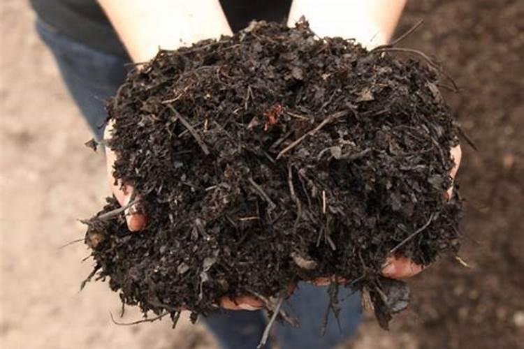 甘蔗拔节期最好使用什么肥