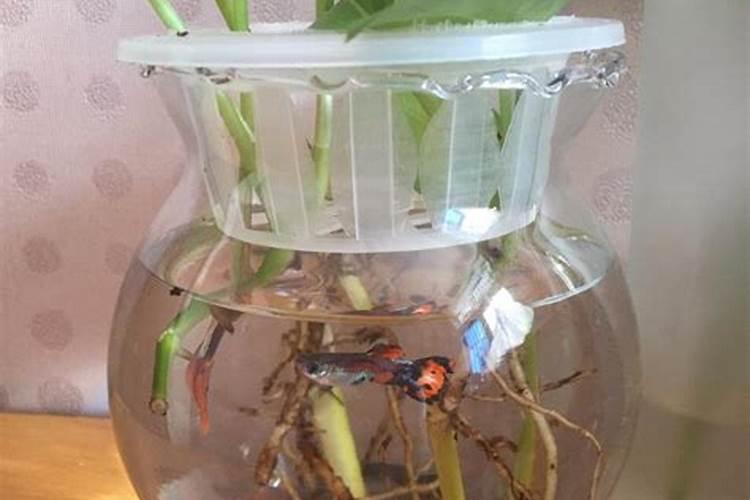 喷施磷酸二氢钾和高钾水溶肥哪个效果好