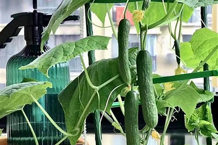 种西瓜一定要施肥吗？