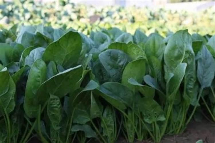 水稻发黄不长怎么回事 水稻发黄枯萎用什么药