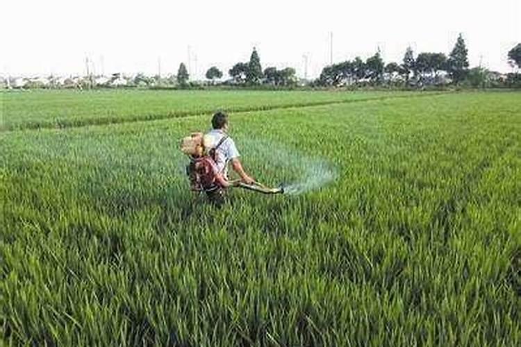 水稻先施肥还是先打除草剂