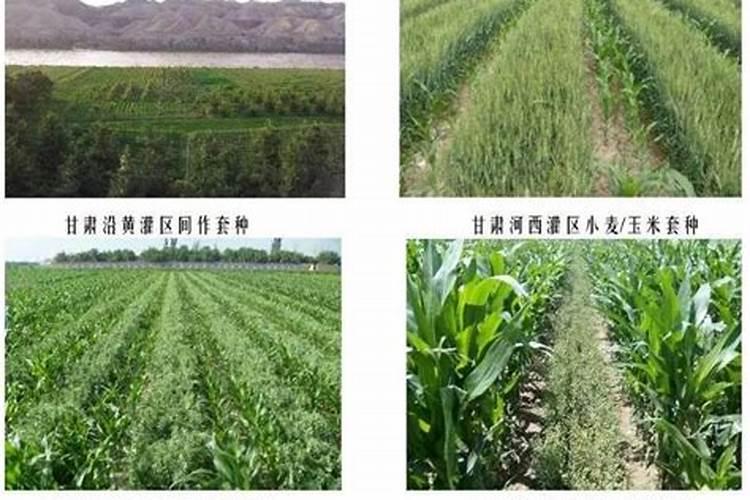 玉米施肥深好还是浅好 是不是越深越好