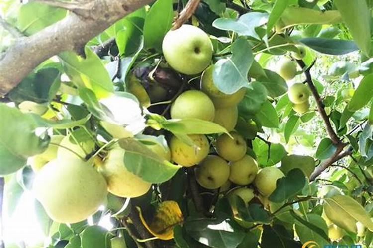 芸苔素多久喷一次