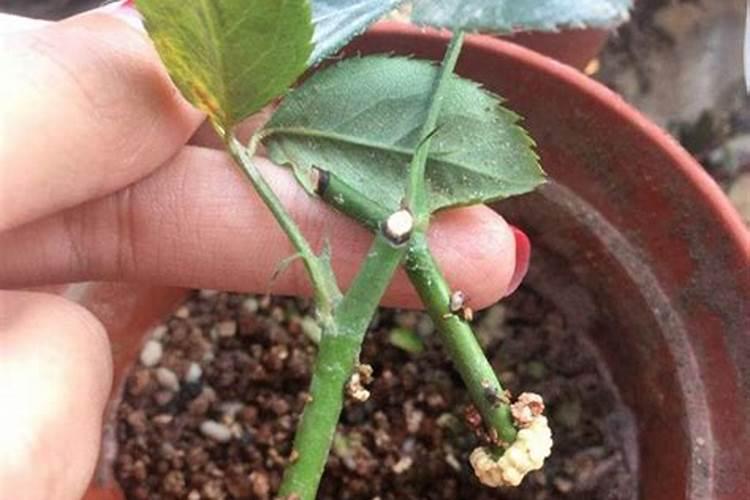 罗布泊钾肥的罗布泊牌硫酸钾能够代替氯化钾吗？