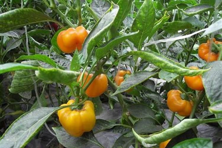 弄鱼蛋白小作坊投资大吗