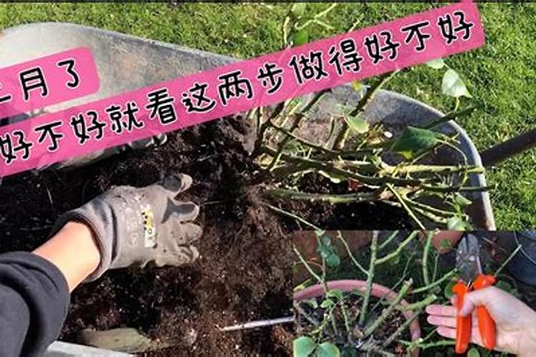 春季野生榛子施什么肥,什么时候施