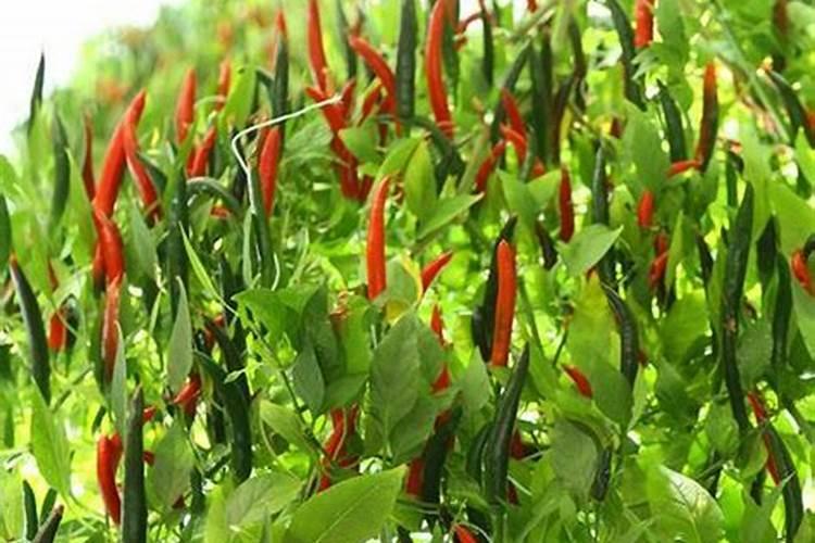 辣椒苗在什么时侯施叶面肥