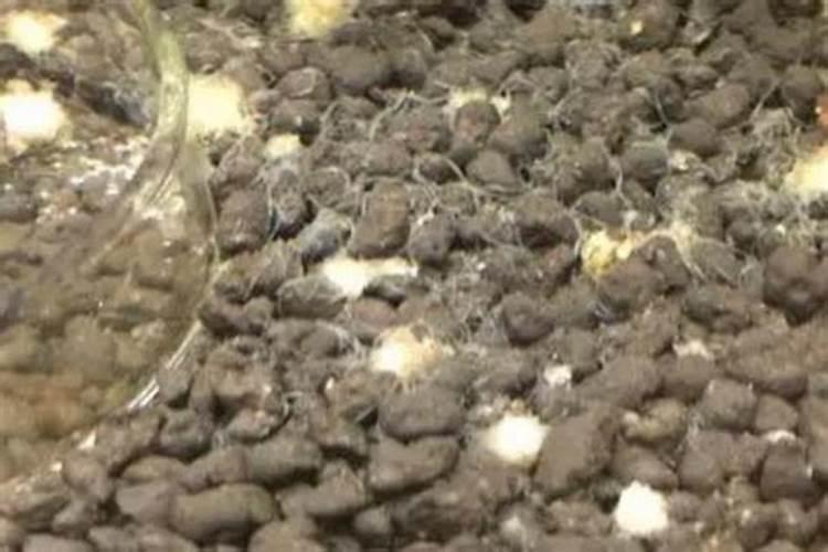 鱼蛋白肥料的使用技巧