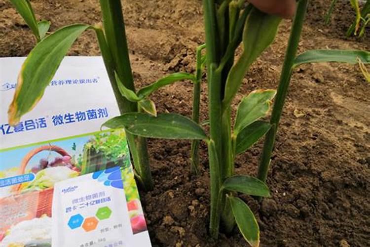 生姜种植什么时候需要施钙肥 生姜种植什么时间需要施钙肥