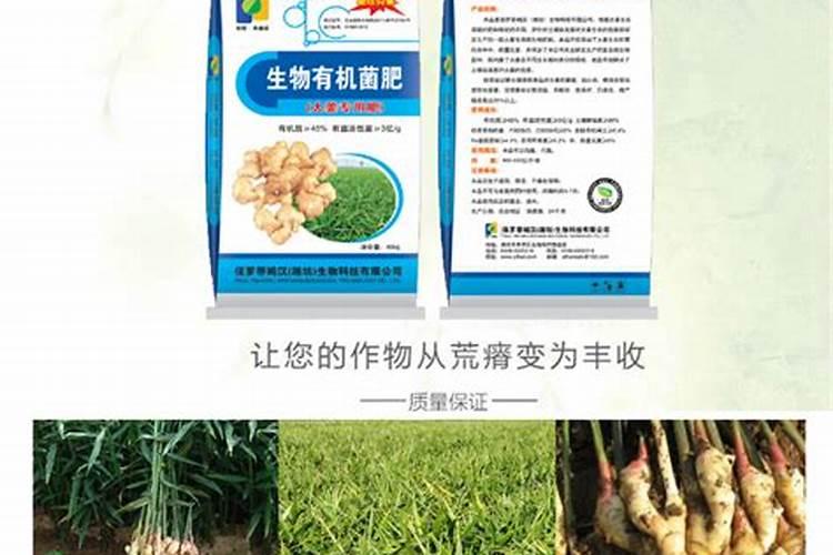 生姜种植什么时候需要施钙肥