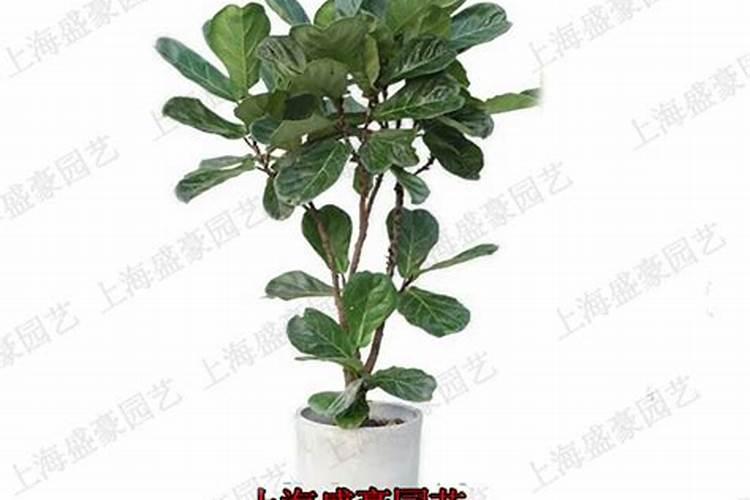 琴叶榕叶子冻伤怎么处理