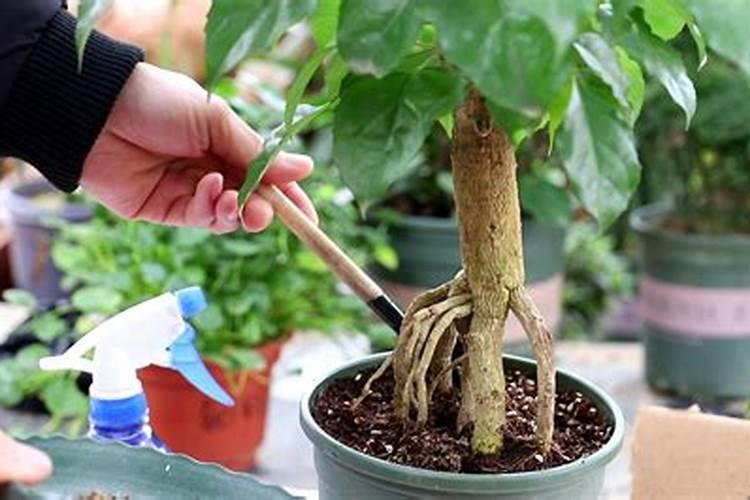 红掌开花期间用什么肥 花朵可能会提前凋谢