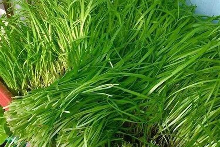 火龙果需要什么肥料 有哪几种