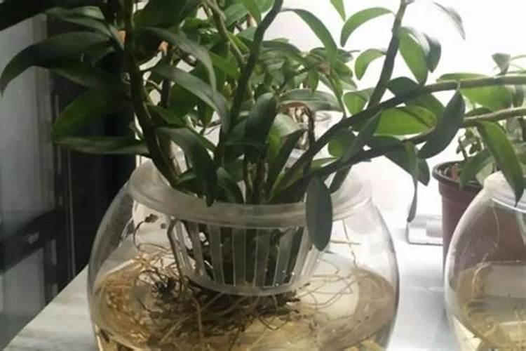 多肉适合施什么肥料