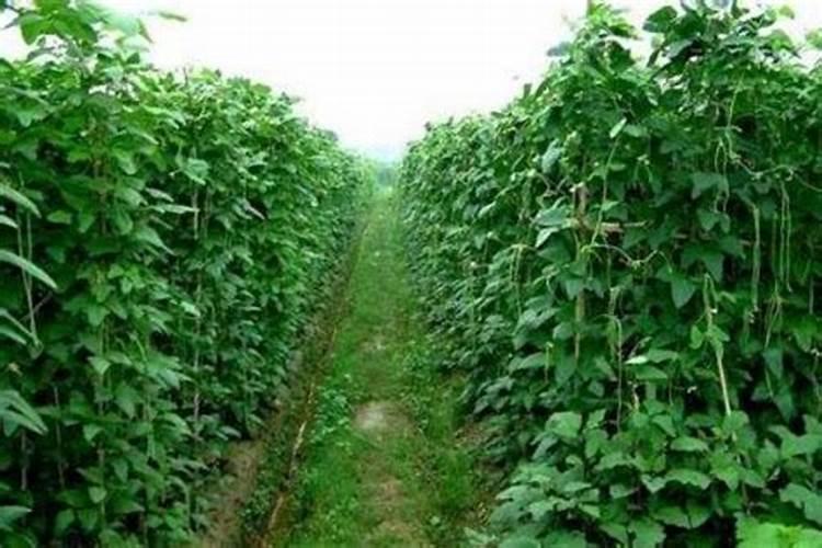 种小麦用什么肥料比较好(小麦施肥与后期追肥最佳时间)