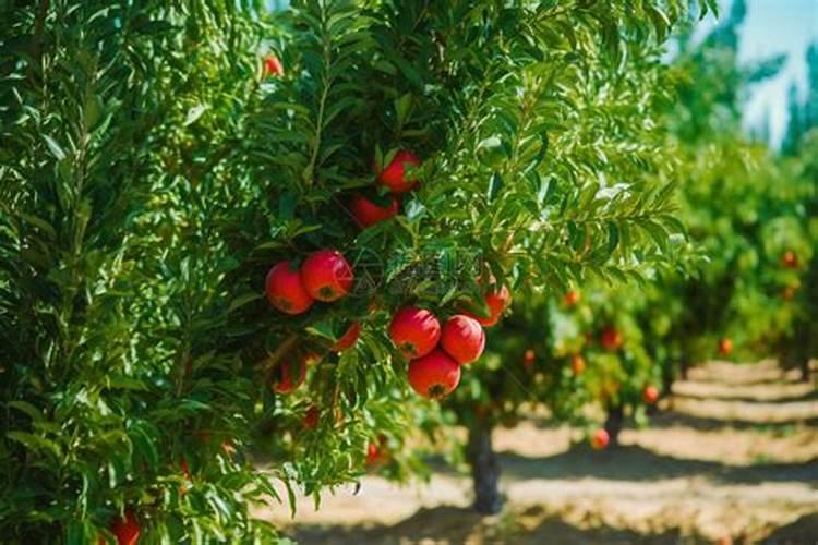 ？白露前后,抓紧吃这菜!包饺子比猪肉羊肉还香,我家一周吃4次