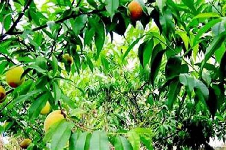 怎样做可以让桃子个头大且外观漂亮？