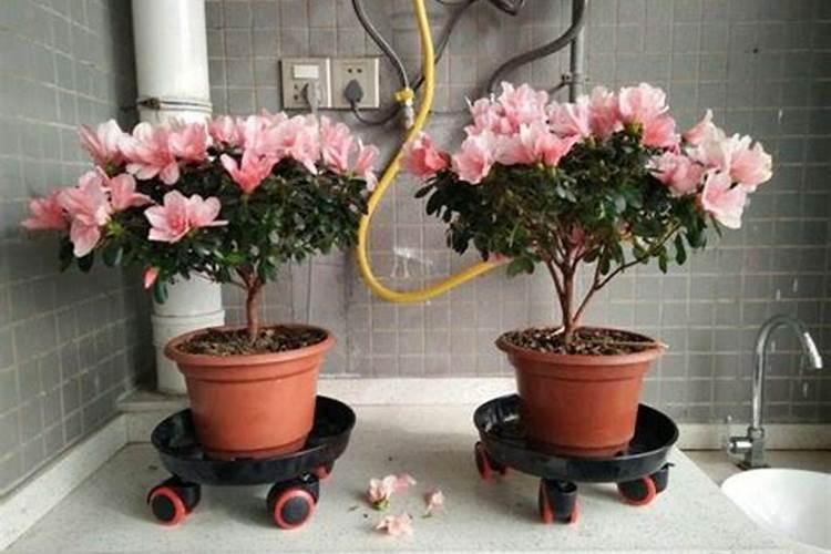 杜鹃花开花时怎么浇水,施肥