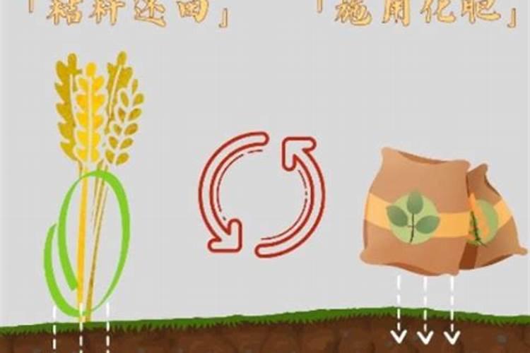 金枝玉叶施什么肥长得快会开花(金枝玉叶施肥应注意什么)