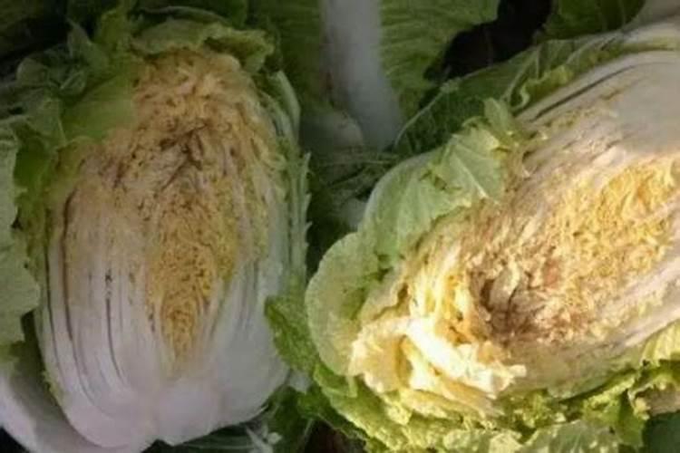 种植大白菜为何会出现干烧心,究竟该如何防治？