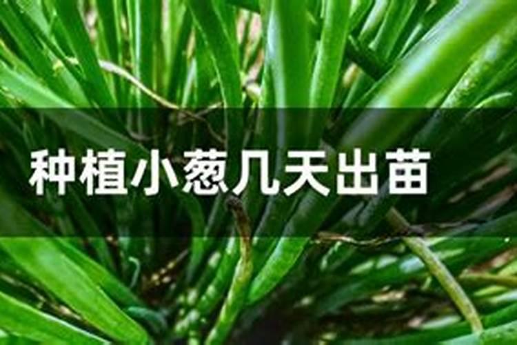 油枯怎么做肥料