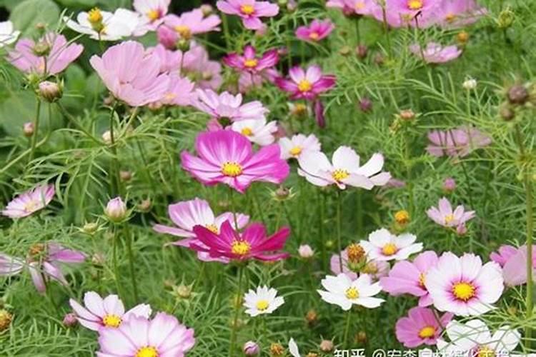 常见的氮肥化学式