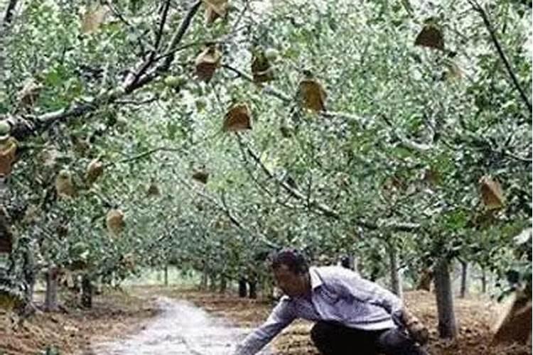 油茶树需打什么药剂来保花保果？