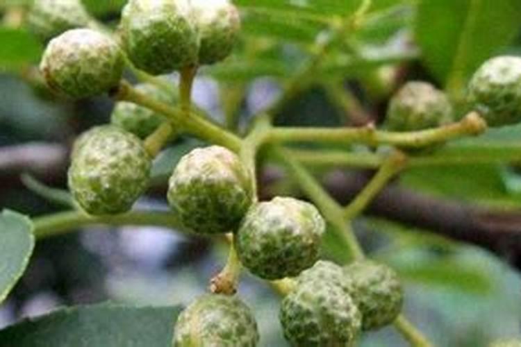 苹果树补钙几月份最好