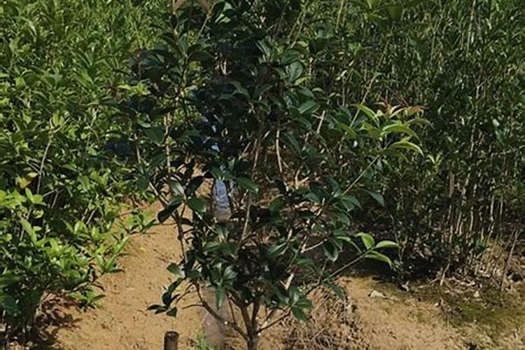 葡萄僵苗如何处理