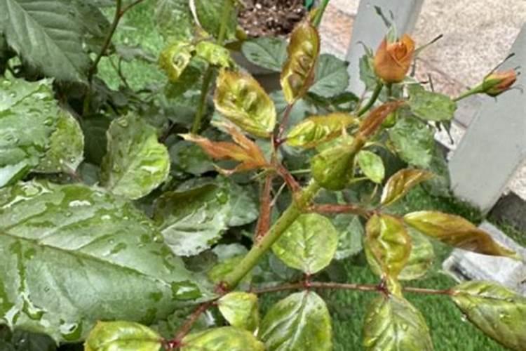 月季施肥太多怎么办