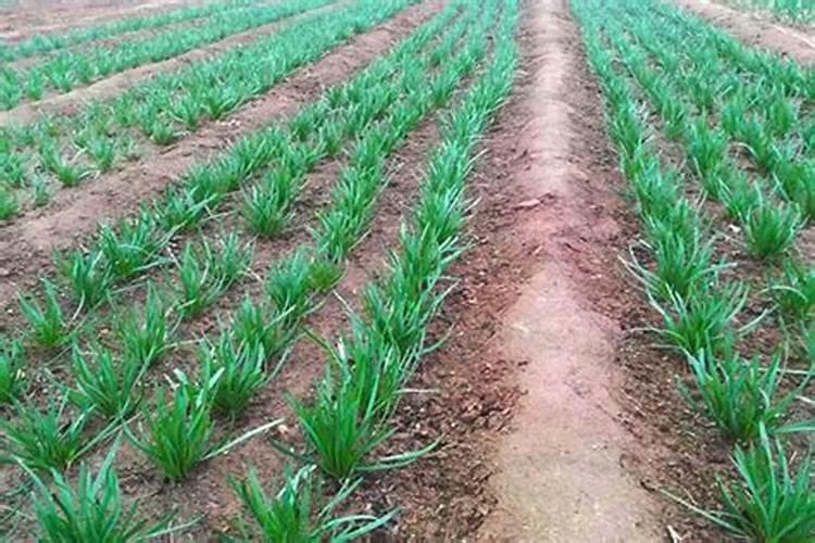 移植韭菜的方法