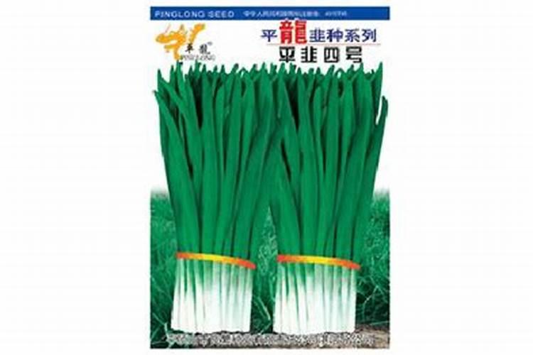 露地韭菜春季管理