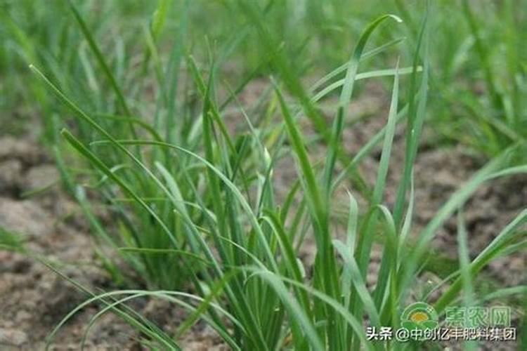 移植韭菜的方法