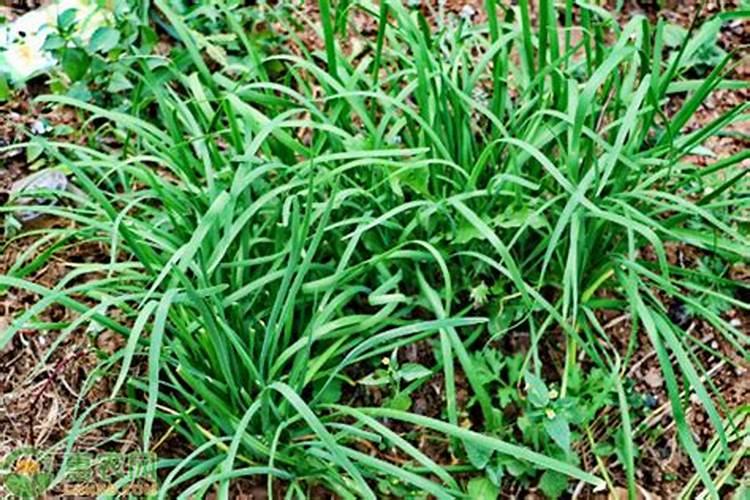 露地种植作物管理技巧 春季露地种植韭菜怎么做