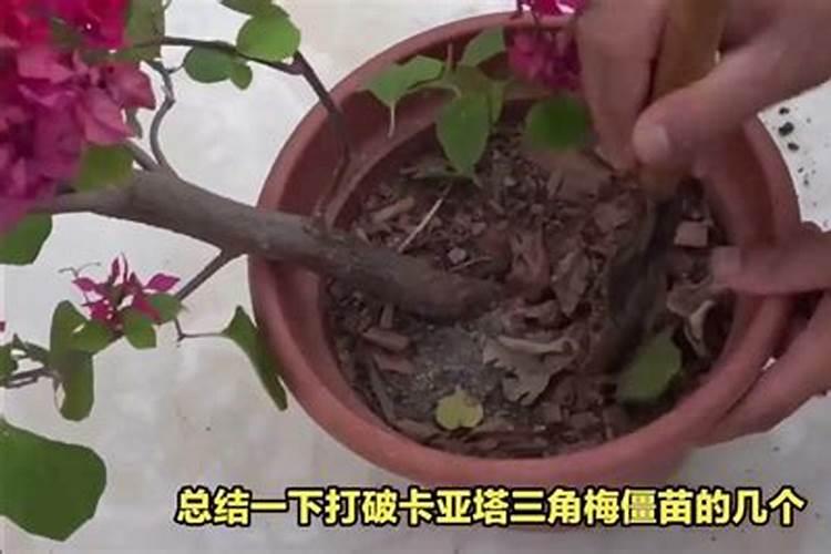 黄瓜和茄子哪个好用