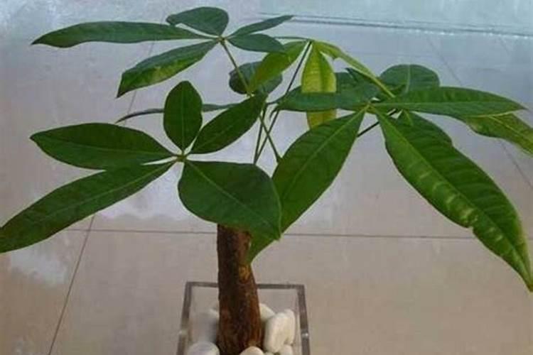 大肥王埋土还是溶水里