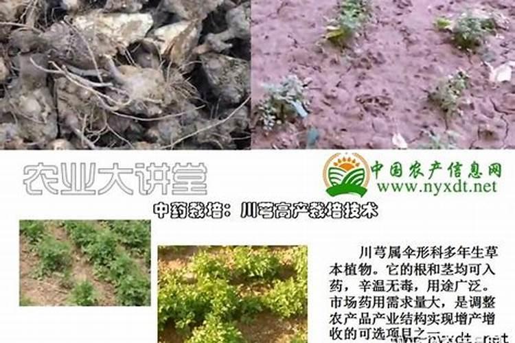 青笋地里施什么化肥好