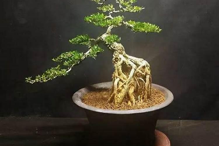 京科968玉米种子云南可以种吗？