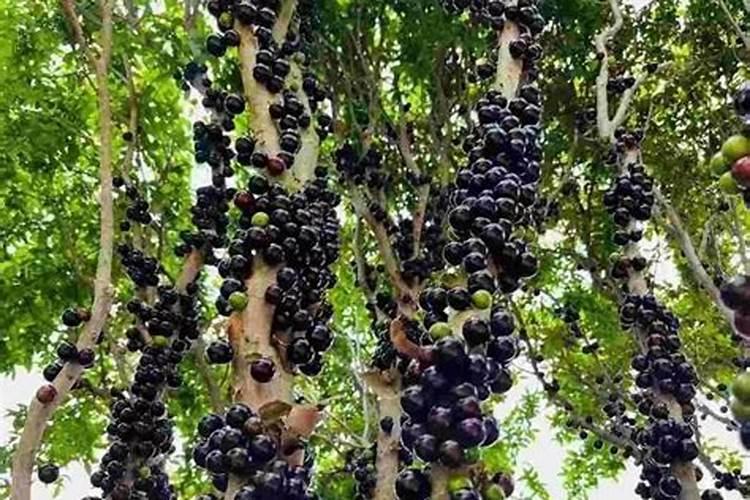 糖蜜指的是什么呢