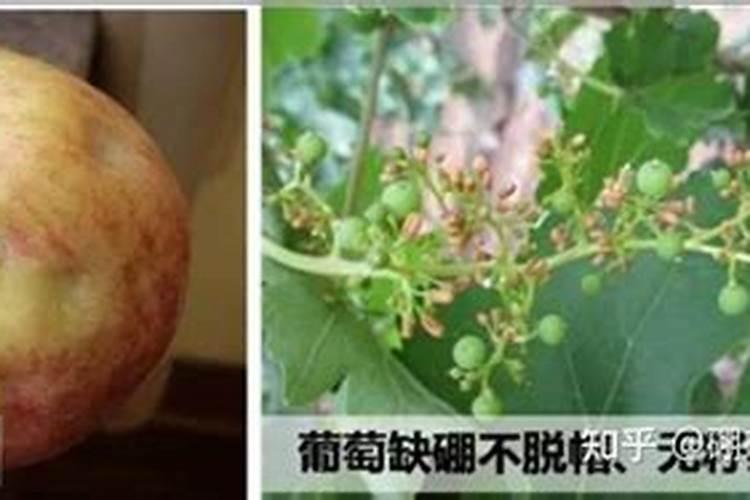 水溶肥最好的三个牌子