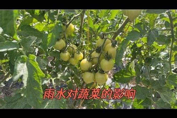 合肥:北方阴雨连绵、南方高温不断,白菜长得好包心实,离不开三个方法...