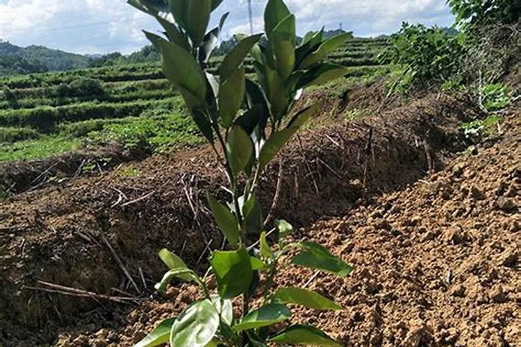 新栽柑橘幼苗怎么施肥